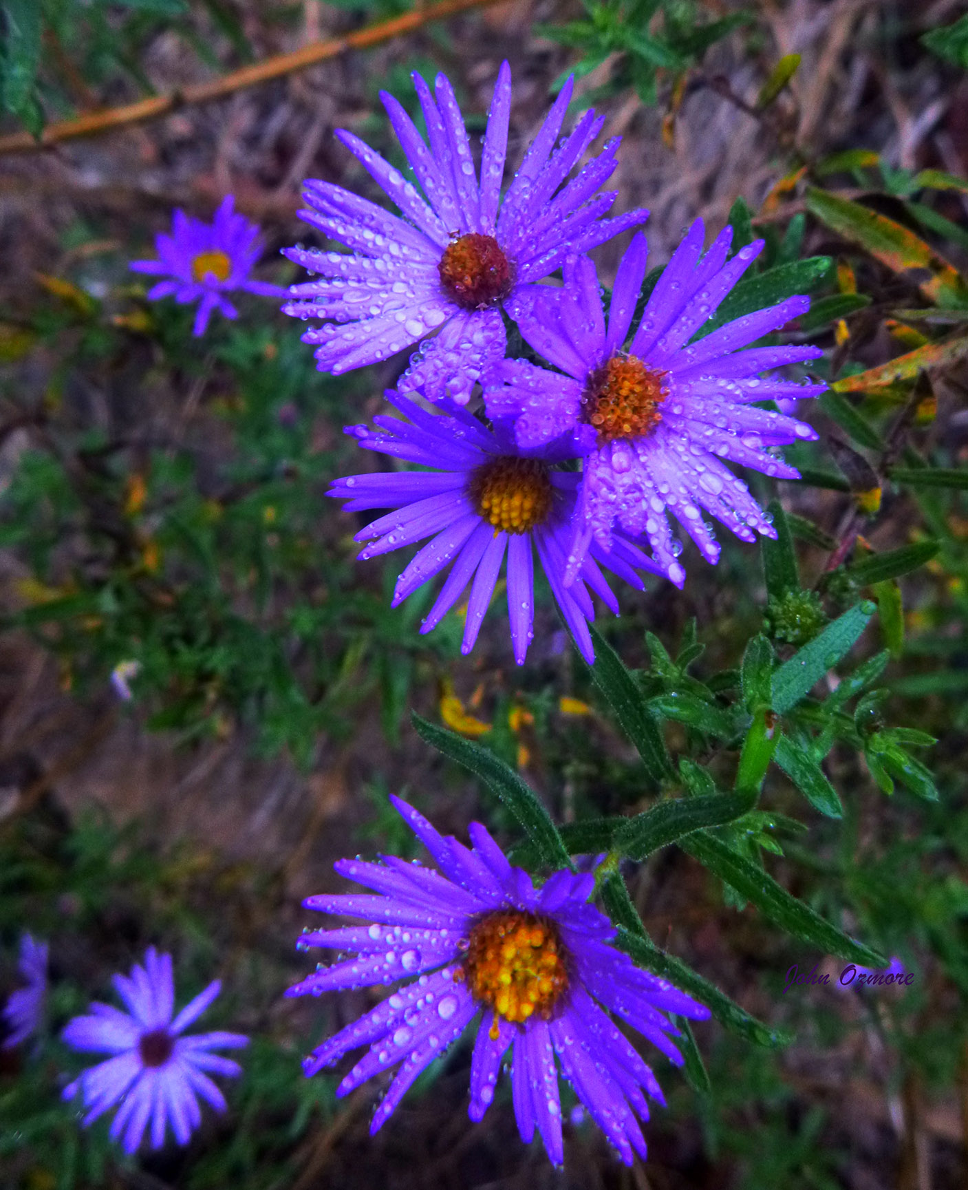 Purple Flowers with Rain